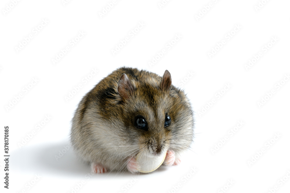 The funny hamster is eating one pumpkin seed on the white background.