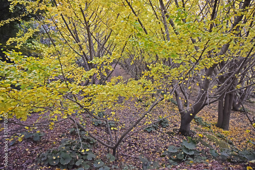 日本の秋 色づく銀杏の葉