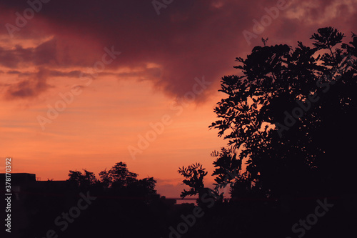 Silhouette of Tree in Sunset 