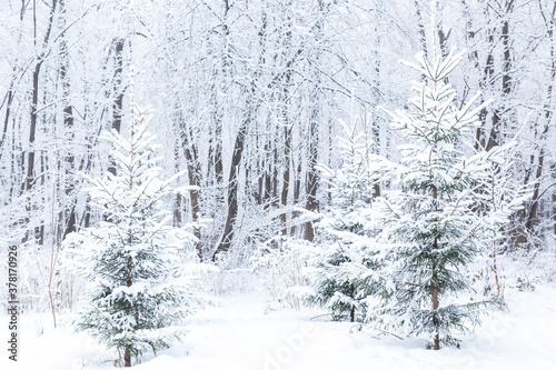 Season and nature concept - Winter park in snow © satura_