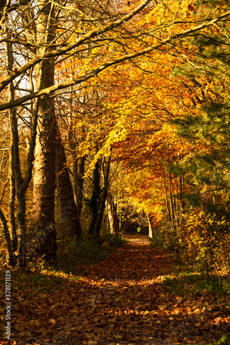 Man jogging in autumn forest. Vincennes forest of Paris, France. Healthy lifestyle concept.