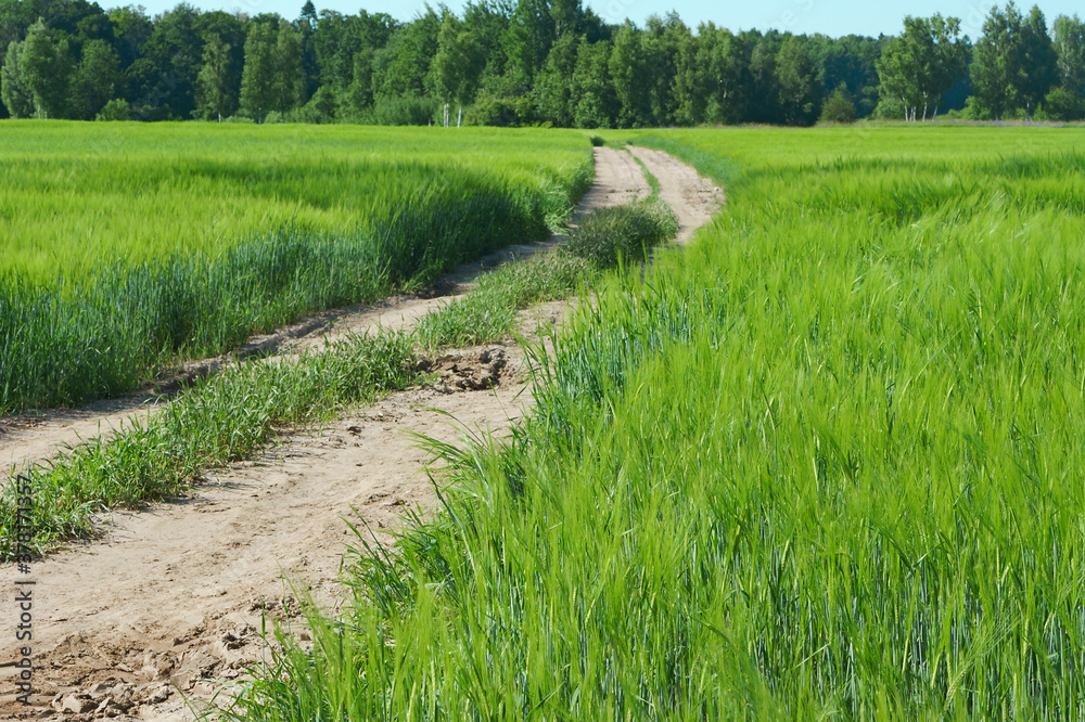 A long road in an arable field. Farmland. A beautiful field road A long road in an arable field. Farmland. A beautiful field road