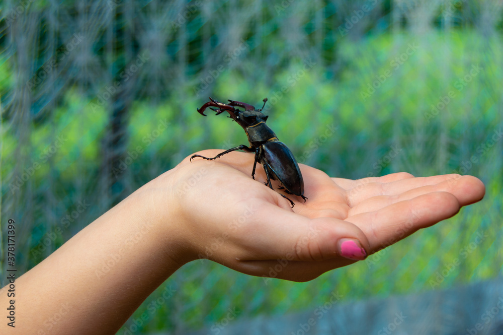 Stag beetle in hand