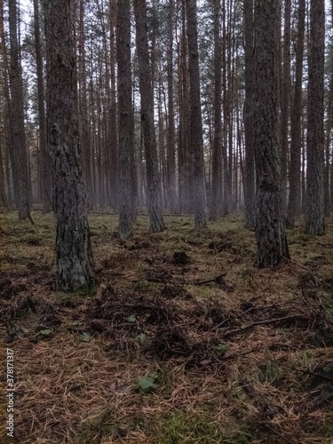 forest in the morning