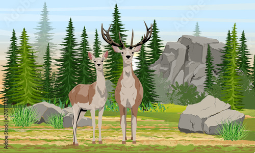 A female and a male red deer stand in a meadow near a spruce forest and large rocks. Mammals animals of Europe and America. Noble deer. Realistic wind landscape.