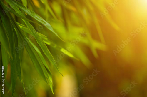 Selective focus of tropical green bamboo leaves background on natural bamboo branch with sun. Beautiful nature in the morning.