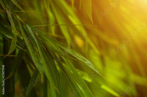 Selective focus of tropical green bamboo leaves background on natural bamboo branch with sun. Beautiful nature in the morning.