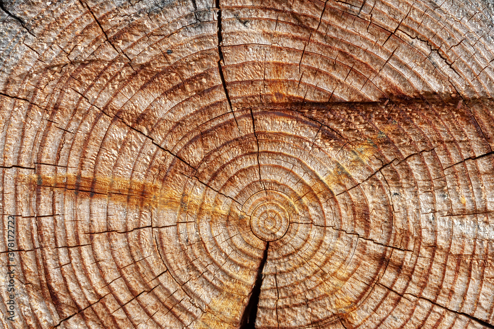 Fototapeta premium The texture of the tree trunk in a cut with circles, cracks, holes, cuts and scratches. To the center there are tarry smudges, to the edge - burnt, charred insertion, inclusions.