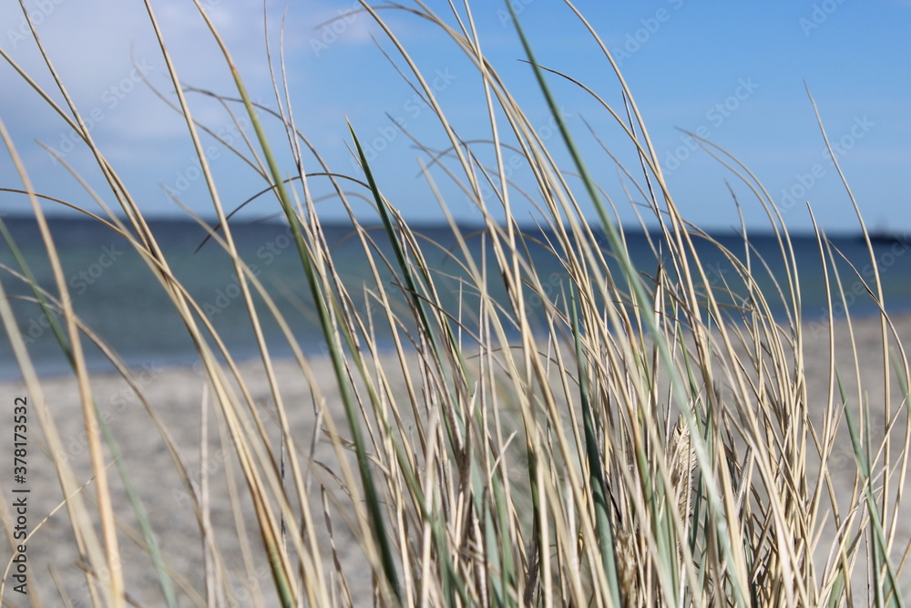 Fototapeta premium Some nice relaxing reeds.