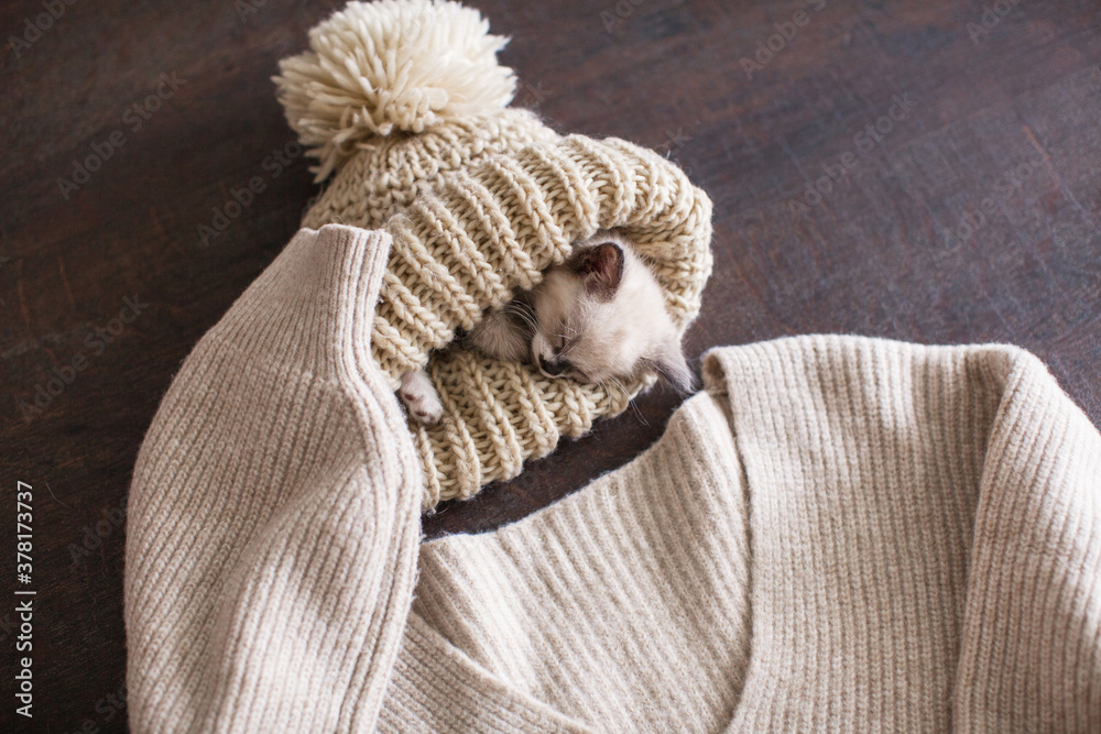 Obraz premium Kitten sleeping in knitted hat