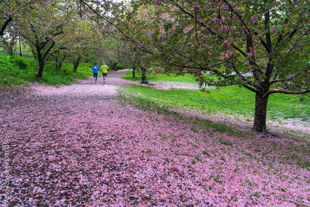 Myriad of fallen Cherry petals cover the footpath under the rows of Cherry trees in the rainy morning at Central Park New York City NY USA on May 05 2019. Myriad of fallen Cherry petals cover the footpath under the rows of Cherry trees in the rainy morning at Central Park New York City NY USA on May 05 2019.