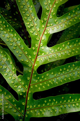 Abstract Common Laua'e Fern photo