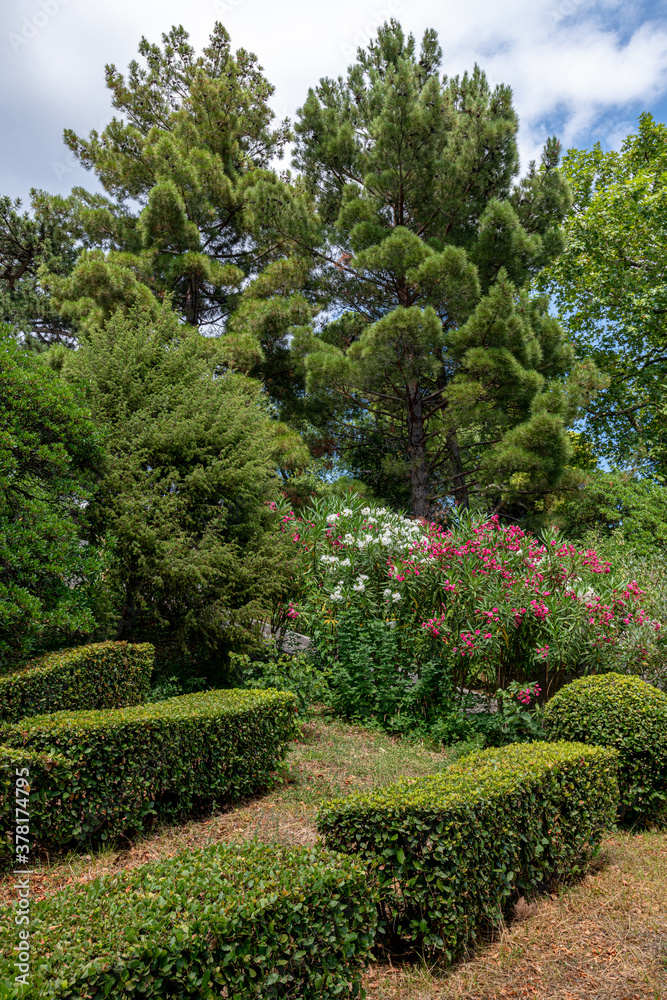 A fragment of a beautiful park with pines and flowering shrubs