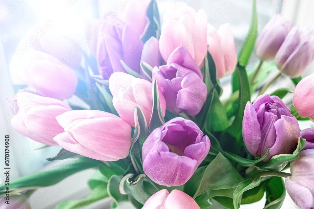 Obraz premium Romantic bouquet of purple and pink tulips close-up. Background of flowers