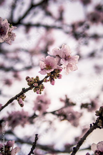Fotografie, Obraz Vertical shot of a beautiful cherry blossom under the sunlight with a blurry bac