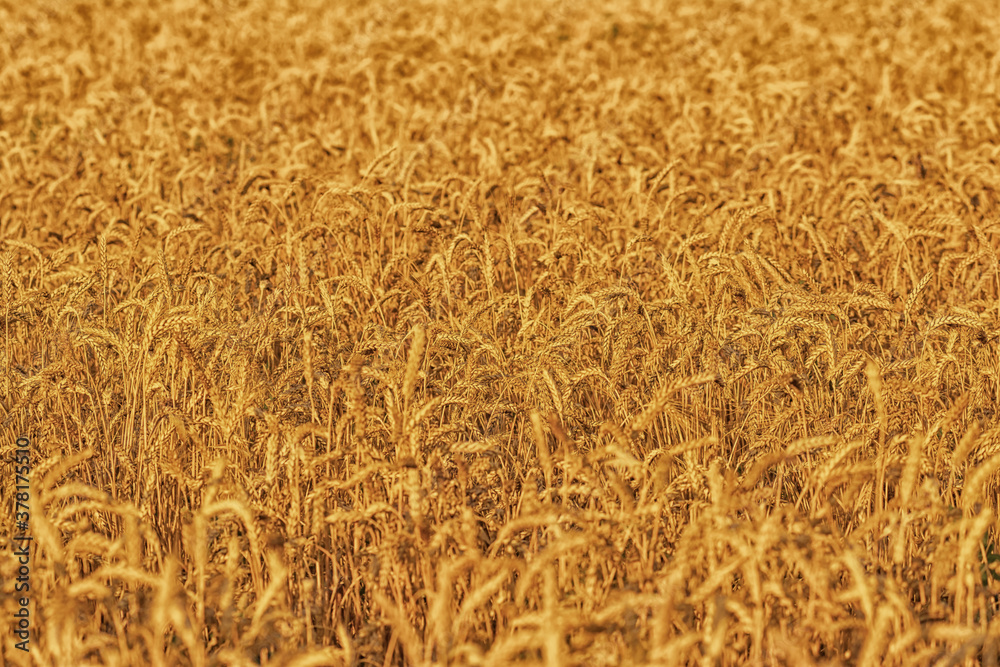 Fototapeta premium Golden field of wheat in the sun