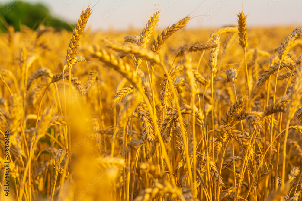 Fototapeta premium Golden field of wheat in the sun