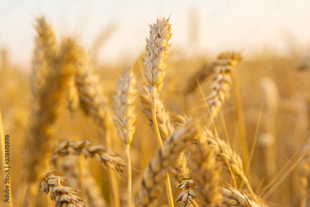 Fototapeta premium Golden field of wheat in the sun