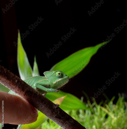 Colourful baby Yemeni cone-head chameleon (veiled chameleon) on a black  background isolated © Kris