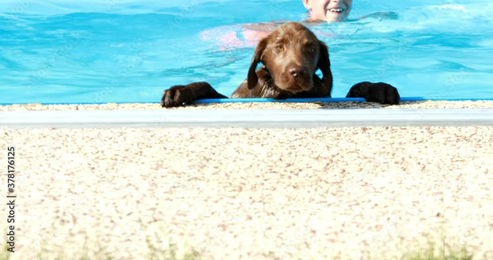 Little boy playing with labrador puppy by the home pool. Dog and child enjoying summer time.