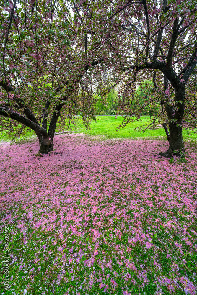 Naklejka premium Myriad of fallen Cherry petals cover the lawn under a pair of Cherry trees in the rainy morning at Central Park New York City NY USA on May 05 2019.