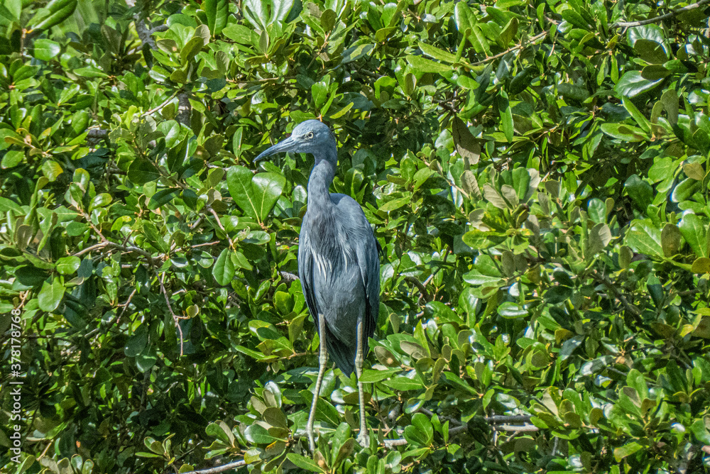 Fototapeta premium Little Blue Heron
