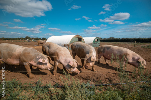 beautiful pigs at a English farm.