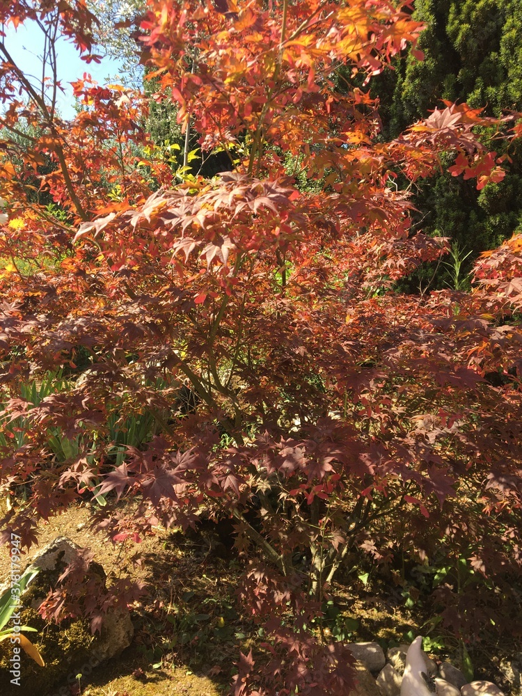 Autumn leaves Autumn leaves