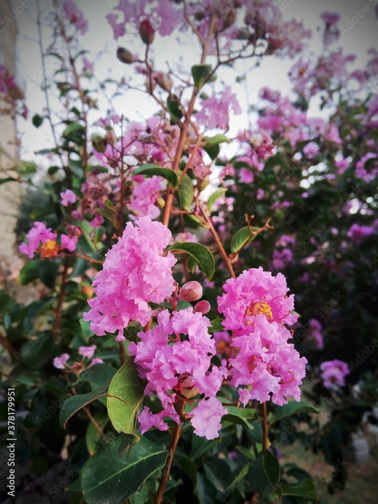 Purple  flowers in Anguillara Sabazia village, Blooming flowers in summer, Italy.Lagerstroemia indica x fauriei ‘Zuni’
Purple Crape Myrtle.