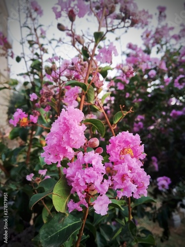 Purple  flowers in Anguillara Sabazia village, Blooming flowers in summer, Italy.Lagerstroemia indica x fauriei ‘Zuni’
Purple Crape Myrtle.