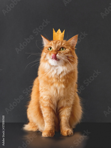 Cute ginger cat with awesome expression on face and golden crown on head posing like lion on black background. Fluffy pet licks its lips. photo