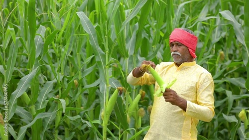  indian farmer at corn field