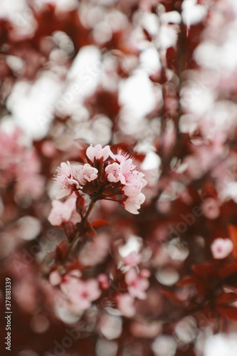 Pink cherry blossoms
