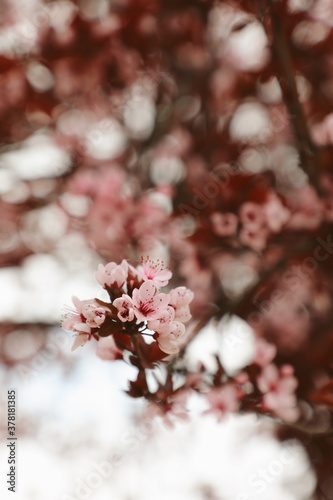 Pink cherry blossoms