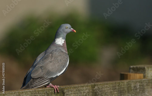 A Woodpigeon, Columba palumbus, perching on a wooden fence.