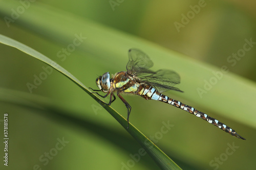 A male Migrant Hawker Dragonfly, Aeshna mixta, perching on a reed at the edge of a lake in the UK. © Sandra Standbridge