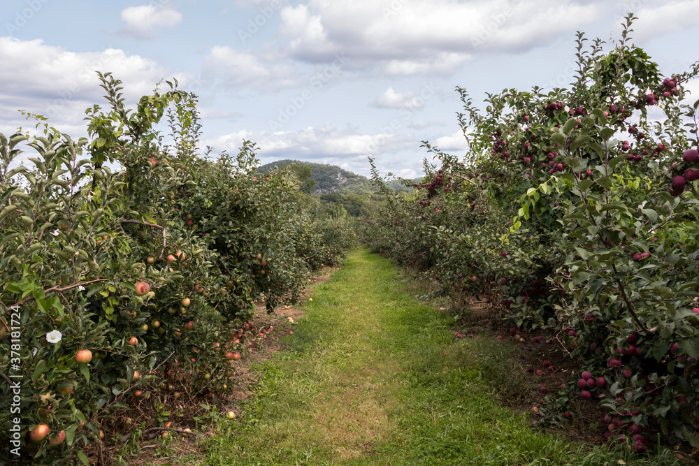 Honey Crisp Apples and other varieties at the start of apple-picking season in the orchard on a partly sunny afternoon Honey Crisp Apples and other varieties at the start of apple-picking season in the orchard on a partly sunny afternoon