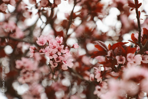 Pink cherry blossoms