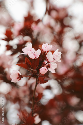Pink cherry blossoms