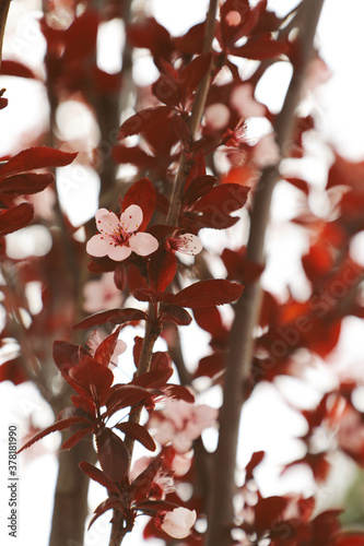 Pink cherry blossoms