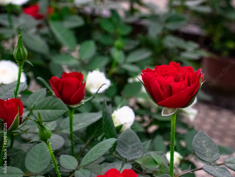 red rose flower