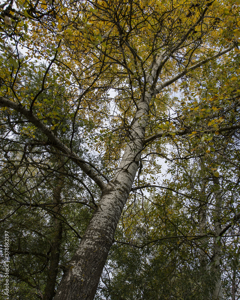 aspen tree is covered with yellow foliage on a cloudy day. aspen tree is covered with yellow foliage on a cloudy day.