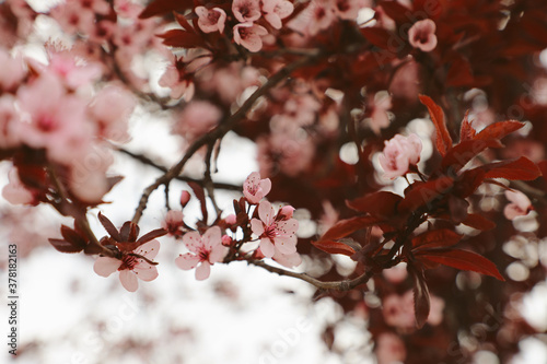 Pink cherry blossoms