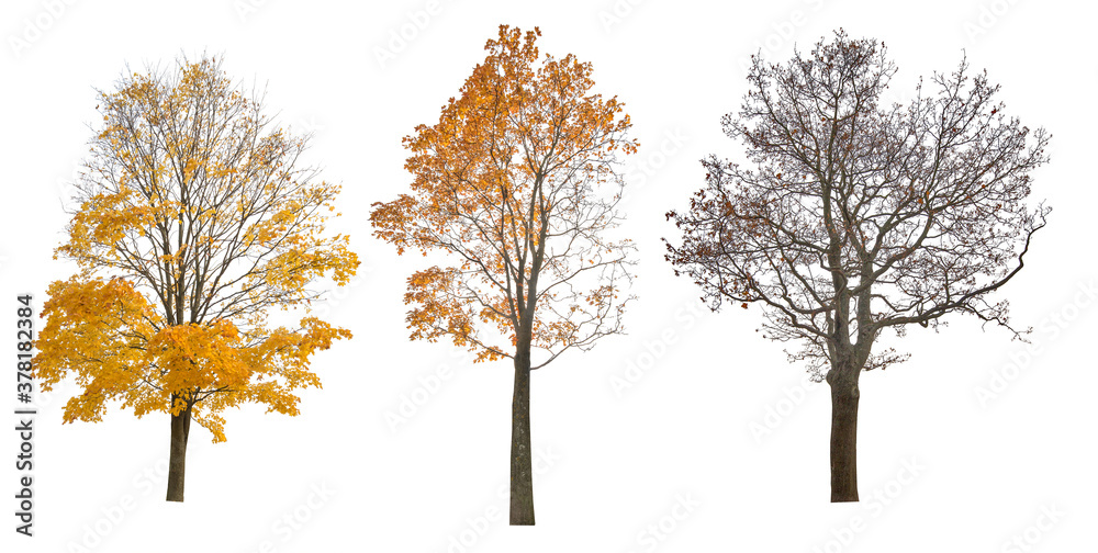 Fototapeta premium three autumn large maple tree isoalted on white