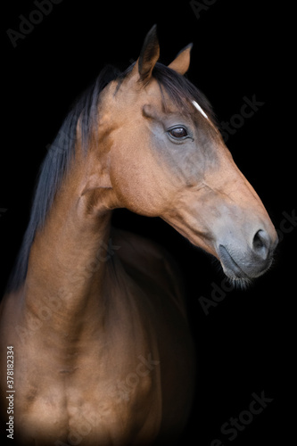 A bay thoroughbred horse in front of a black background  facing to the right