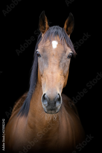 Fototapeta Naklejka Na Ścianę i Meble -  A bay thoroughbred horse in front of a black background, facing the camera