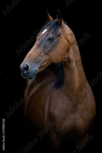 A bay thoroughbred horse in front of a black background  facing to the left