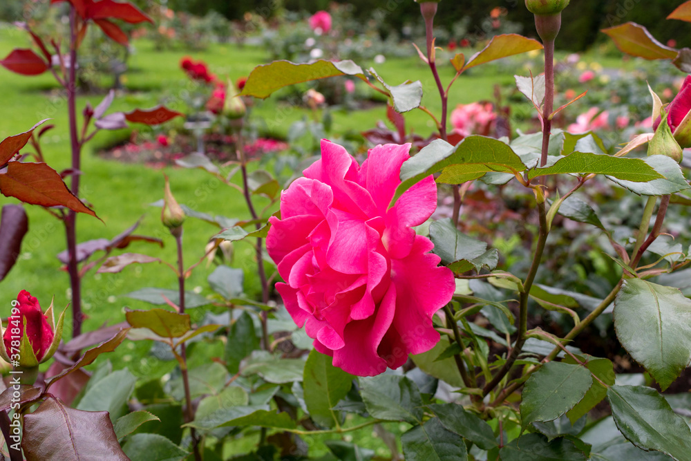 Pink rose bush in the garden