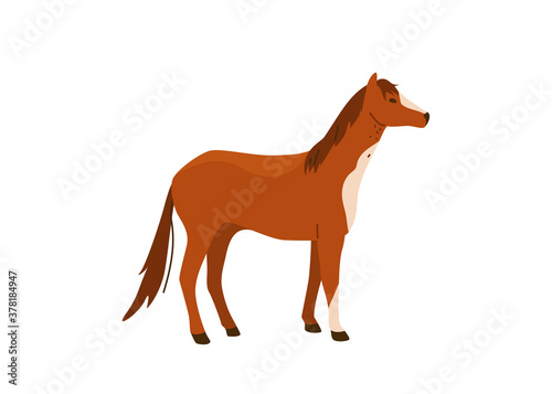 Brown horse stand vector illustration. Isolated on white background. Mare equine in simple cartoon flat style