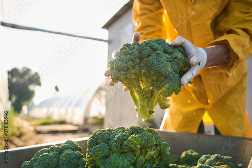 Agronomist holding head of green broccoli outdoors photo